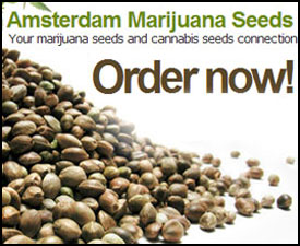 Medical Marijuana Seeds