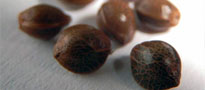 Marijuana Seeds