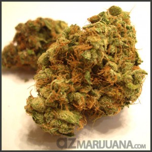 G13 Haze Medical Marijuana