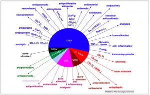 CBD and THC