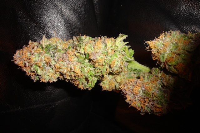 Experienced-Medical-Marijuana-Grower-W-Equipment--A-Genetics-Phoenix-Area