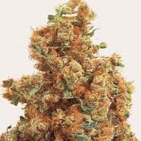 Buy Sour Diesel medical marijuana seeds or clones