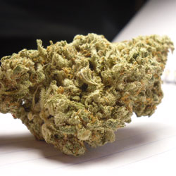 Buy Train Wreck medical marijuana seeds or clones