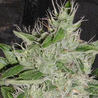 Buy White Widow Medical Marijuana Seeds
