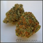 big bud marijuana azmedicalbud
