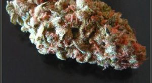 Bubblegum Marijuana Strain