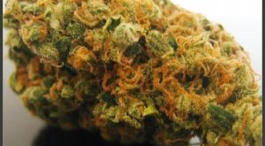 Chemdawg Marijuana Strain