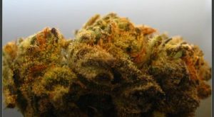 Kushberry Marijuana Strain