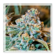 High Resolution Marijuana Image