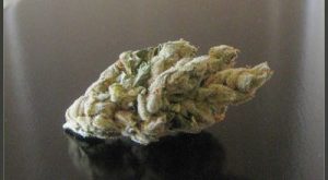 Purple Wreck Marijuana Strain