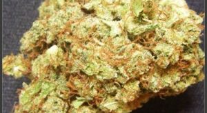 Hashberry Marijuana Strain