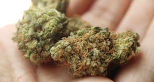 Cannabis Law Colorado