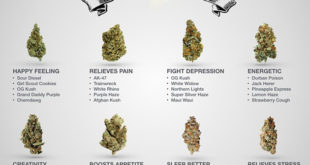 Find Your Perfect Marijuana Strain