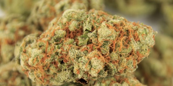 These Are 3 Of The Strongest Marijuana Strains In The World