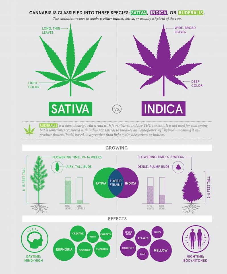 Cannabis Sativa Vs Indica