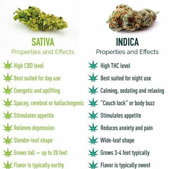 The Properties and Effects of Sativas and Indicas