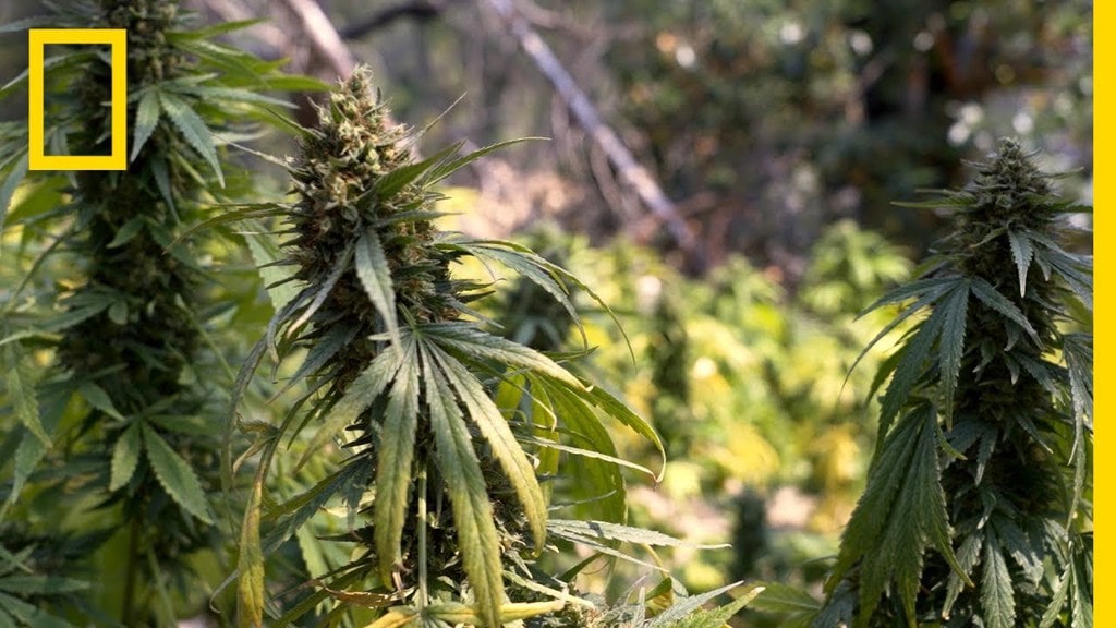 Video Illegal Marijuana Farms on California’s Public Lands