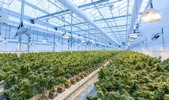 Arizona Cannabis Farm