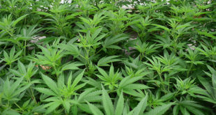 Arizona Cannabis Legalization