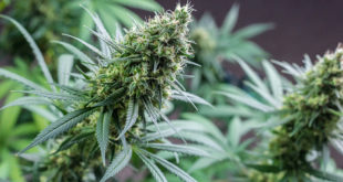 Arizona Cannabis Ban