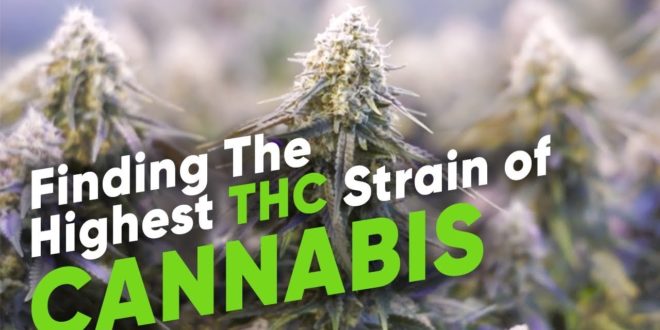 Finding The Highest Thc Strain