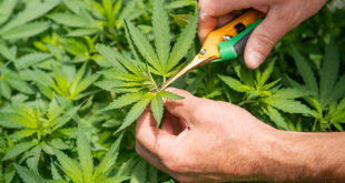 AZ Cannabis Cultivation