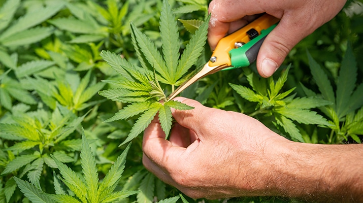 AZ Cannabis Cultivation