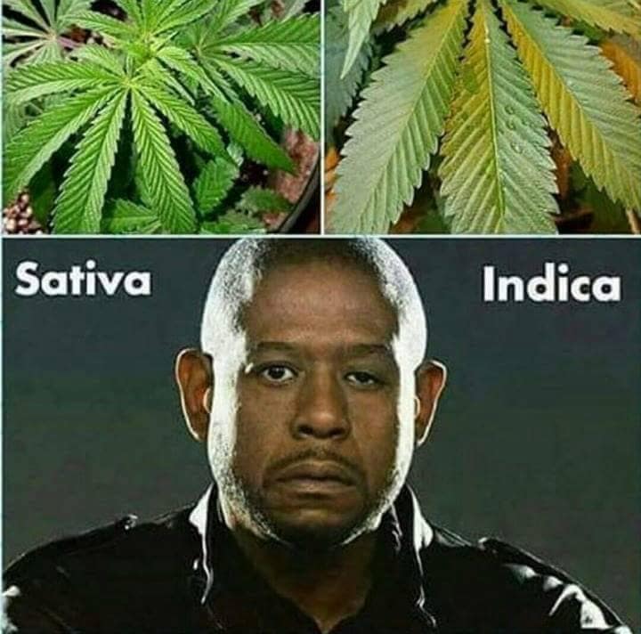 Marijuana Meme