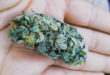 Weed