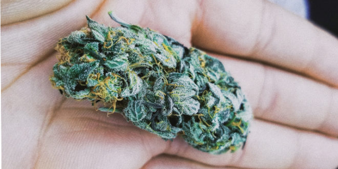 THC Degrades at Room Temperature, But CBD Does Not