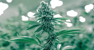 Weed