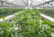 Grow Arizona