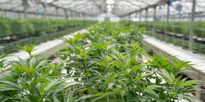 AZ Cannabis Company Makes TIME’s List of America’s Best Companies of 2026