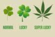 Lucky Cannabis