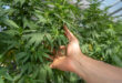 Cannabis