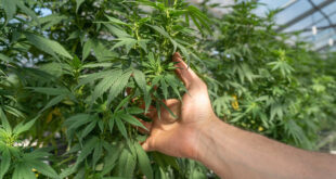 Story Cannabis