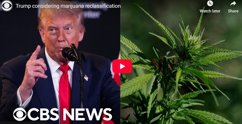 Trump Considering Marijuana Reclassification This Month