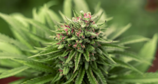 Strain