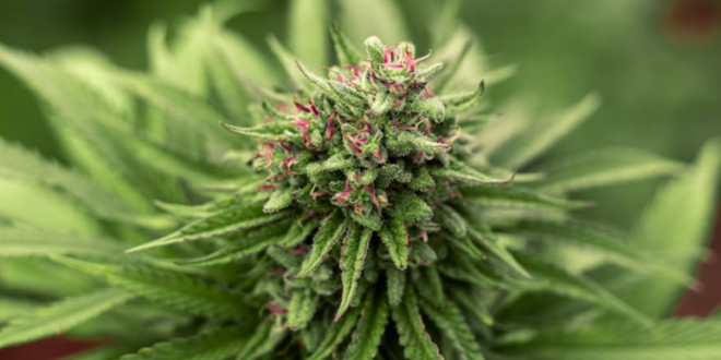 Green Dot Labs Debuting New Cannabis Strain in Arizona on May 30