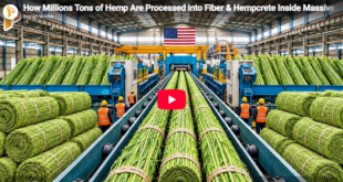Hemp