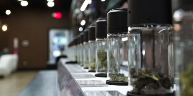 Teen Cannabis Use Has Declined Significantly In Adult-Use Legalization States